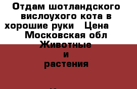 Отдам шотландского вислоухого кота в хорошие руки › Цена ­ 1 - Московская обл. Животные и растения » Кошки   . Московская обл.